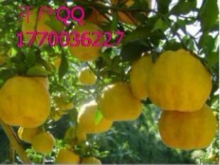 中泰開戶指南 九江律程商務信息咨詢與世界工廠網如何協同助力企業成長